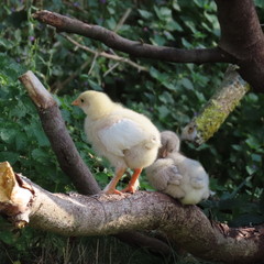 cute little chicken, chicken chicks, of course, live in the wild