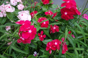 雨に濡れたピンクの赤の日日草の花
