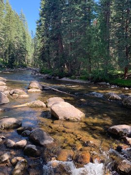 river in the forest