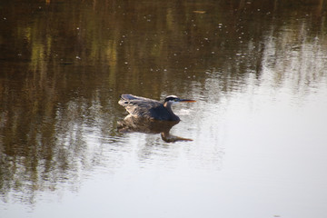 A great blue heron standing in the shallow water