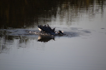 A great blue heron washing itself