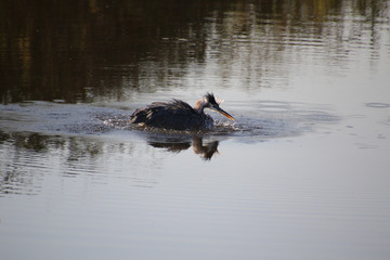 Fototapeta premium A great blue heron washing itself
