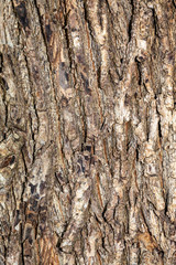 Closeup Tree Bark Texture Background	