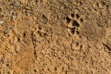 Dog footprint on soil background.Closeup of canine footprint on ground in the morning.Dog paw on earth.Animal paw on soil .