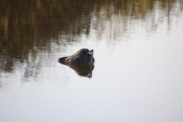 Fototapeta premium A great blue heron with its reflection