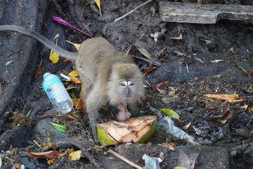 Long Tailed Macaque - Mother and Child - with Plastic waste 