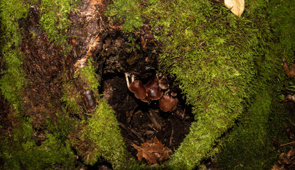 Mushrooms sitting in a cavity of a tree