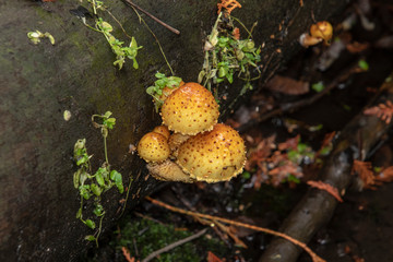 A close up of orange and brown mushrooms