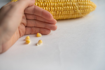 The woman's hand holding the grains of corn on white background