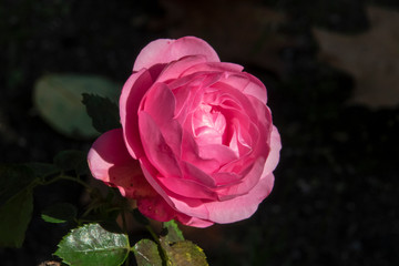 A closeup of a pink rose