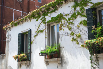 Fototapeta na wymiar White wall of an old house with windows braided by green ivy