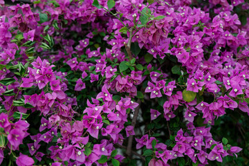 Pink flowers on a bush