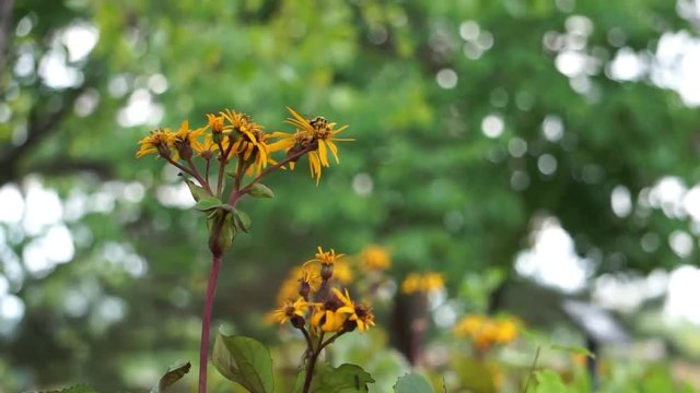 Bee around flowers in park