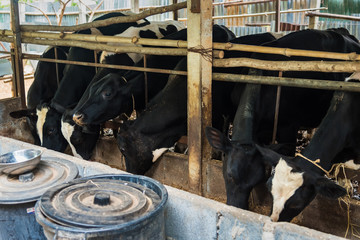 Cow in a cattle farm at Thailand.Closeup of faces and heads.