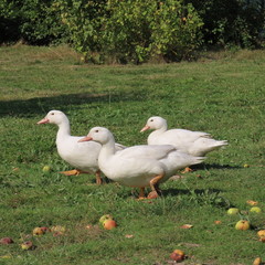 white lentils, ducks in the meadow, eating healthy grass, organic ducks for the Christmas roast