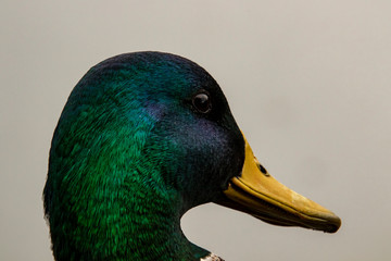 A closeup of a male mallard duck
