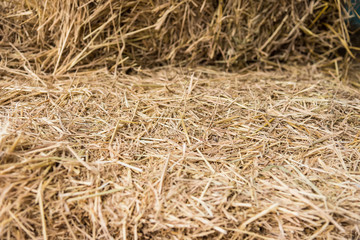 Straw, dry straw, straw background texture.