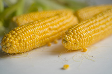 open ears of ripe yellow corn in green leaves lie on a white table