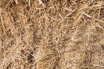 Straw, dry straw, straw background texture.