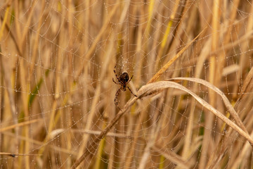 A spider sitting in the center of a dew covered web