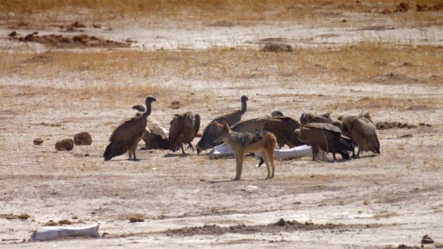 White backed vultures and black backed jackal by waterhole, Hwange National Park Zimbabwe