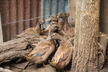 Duck in farm. Many ducks on the farm.