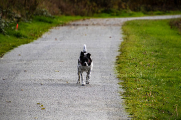 A black and white pit bull cross