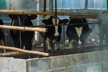 Cow in a cattle farm at Thailand.