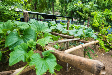Botanical garden at the backyard.