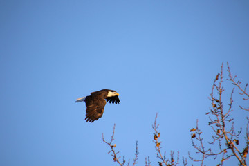 A bald eagle flying to the right