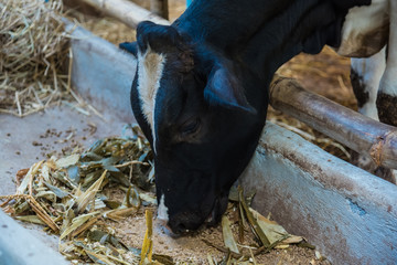 Cow in a cattle farm at Thailand.Closeup of faces and heads.