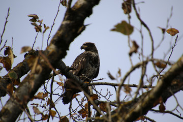 A young bald eagle perched on a tree branch