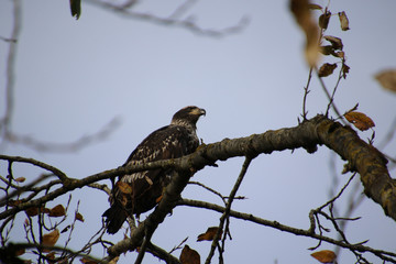 A young bald eagle perched on a tree branch