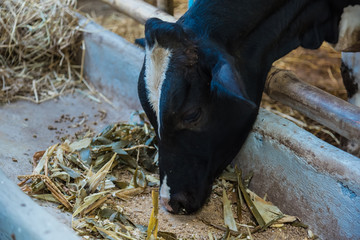 Cow in a cattle farm at Thailand.Closeup of faces and heads.