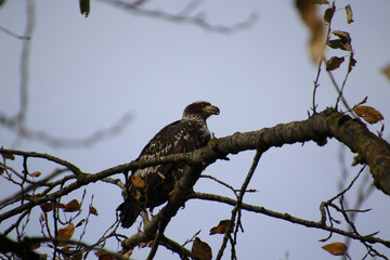 A young bald eagle perched on a tree branch