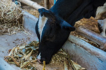 Cow in a cattle farm at Thailand.Closeup of faces and heads.