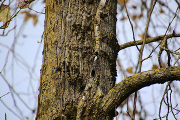 A downy woodpecker on the side of a tree