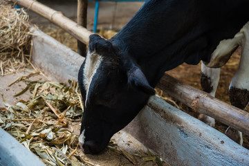 Cow in a cattle farm at Thailand.Closeup of faces and heads.