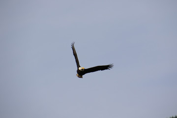 A bald eagle flying toward the camera