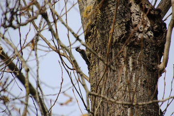 A downy woodpecker on the side of a tree