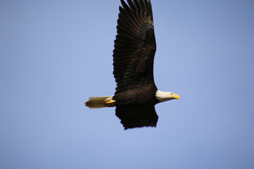 A bald eagle flying from left to right