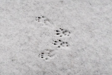 Closeup of traces of a red squirrel (Sciurus vulgaris) in fresh snow