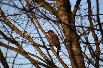 A northern flicker woodpecker perched on a tree branch