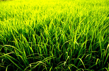 Top view of the green rice plant in the morning with water. Bird eye view of the rice field over water at rural Thailand.