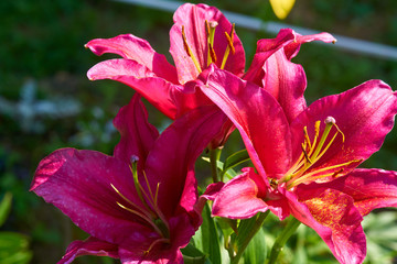 Fototapete bei efototapeten.de bestellen   