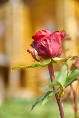 beautiful blooming red rose bush in the garden. Petals with rain drops shining on the sun	                      