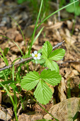 Blooming strawberry in vegetable garden                        