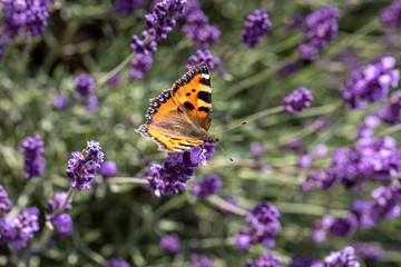 Colorful Butterfly on the blooming lavender flowers