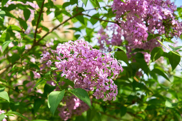 Fototapeta na wymiar bloooming branch of lilac tree. Spring nature background