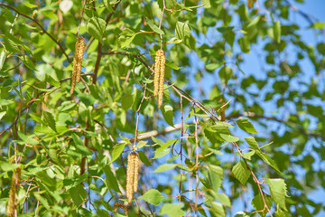 Burch leaves agains blue sky. Spring firest